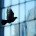 El impacto de las aves en fachadas