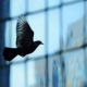 El impacto de las aves en fachadas